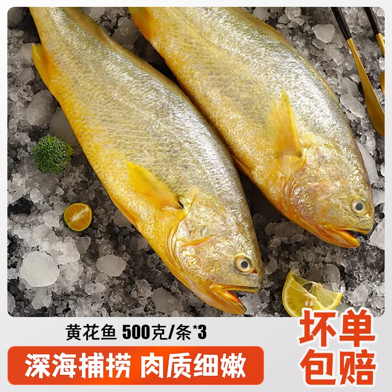 【3条装】黄花鱼500g/条 新鲜冷冻深海整条大黄花鱼