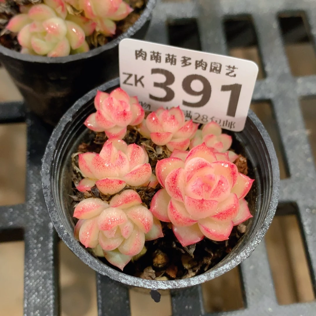 肉萌萌拇指盆精控多肉ZK391