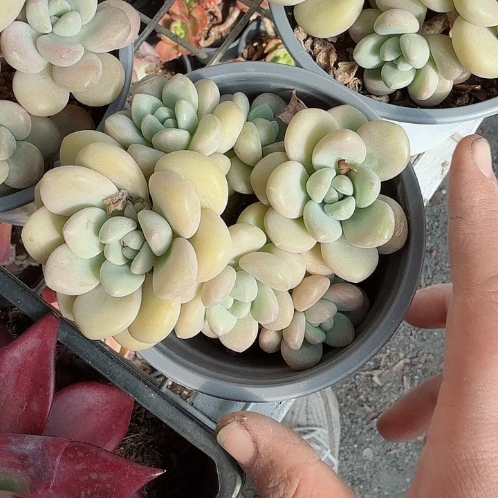 泡泡糖多肉植物精品