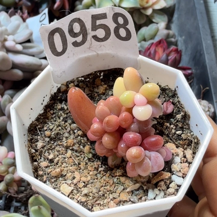 糖果多肉植物满18包邮当场凑单