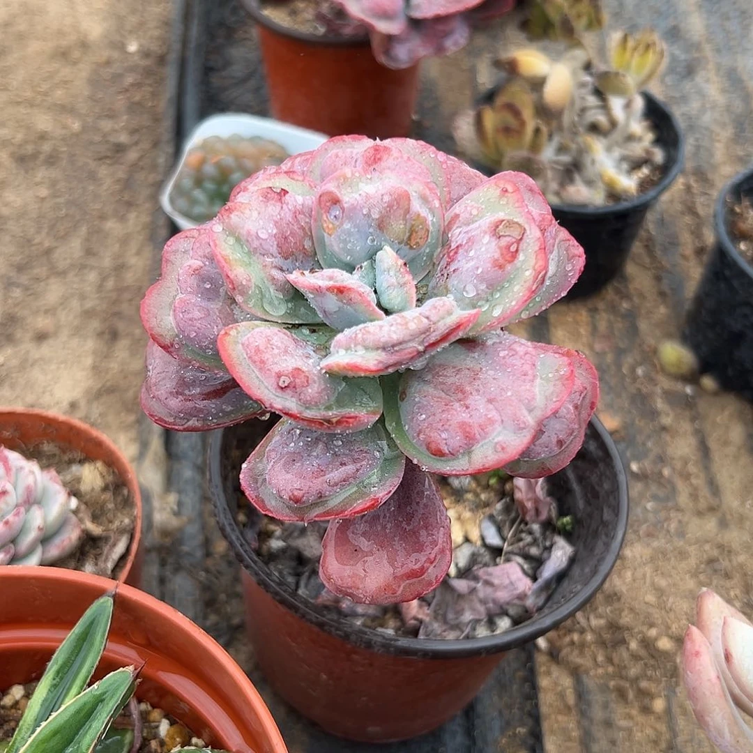 多肉植物心之月老庄