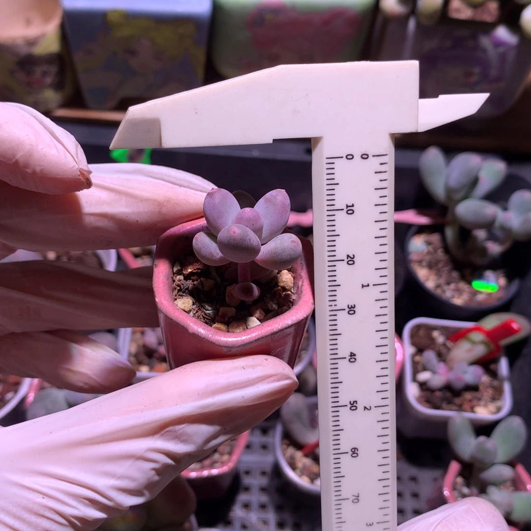 彩虹奶酪多肉韩国彩虹