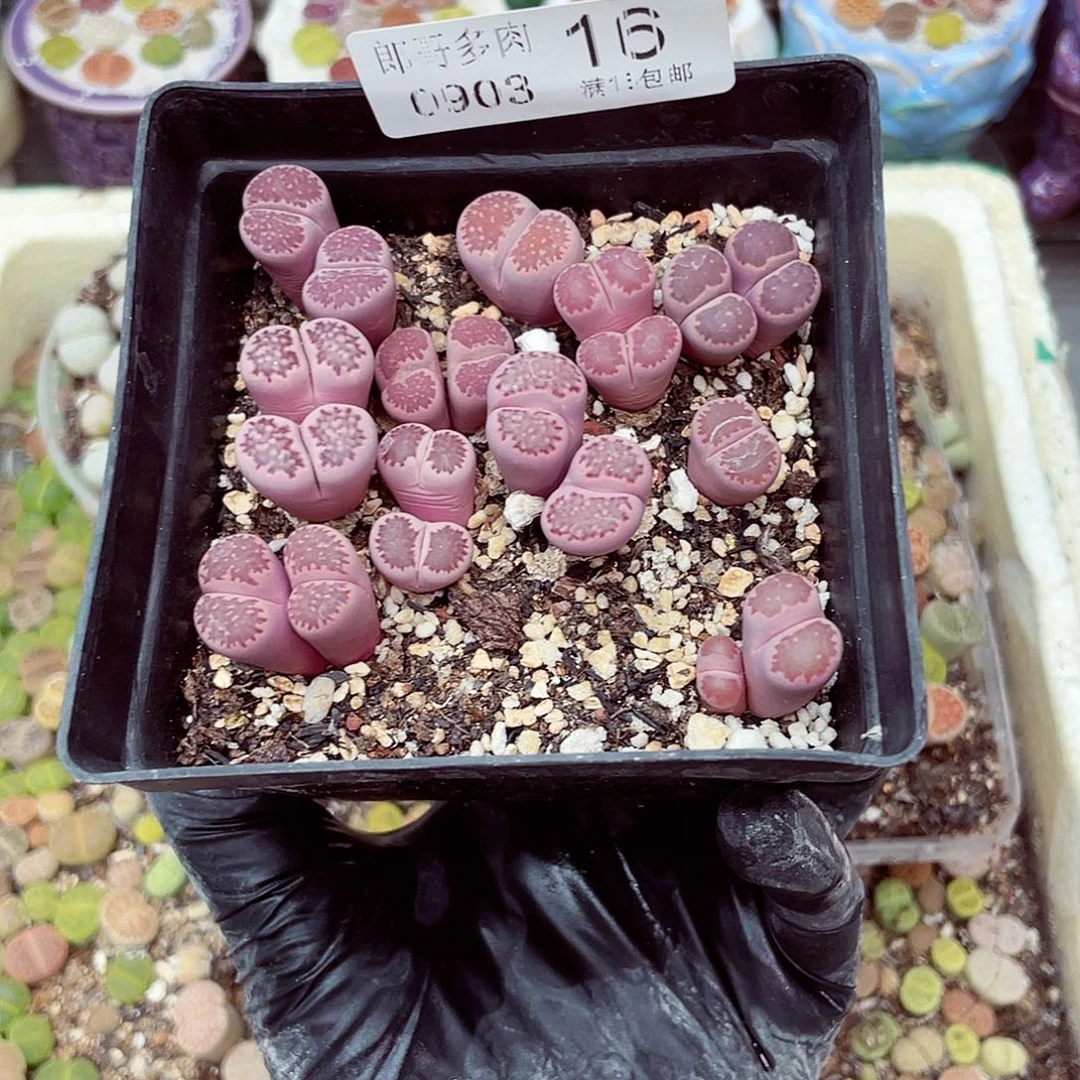 郎和18包邮0903-16