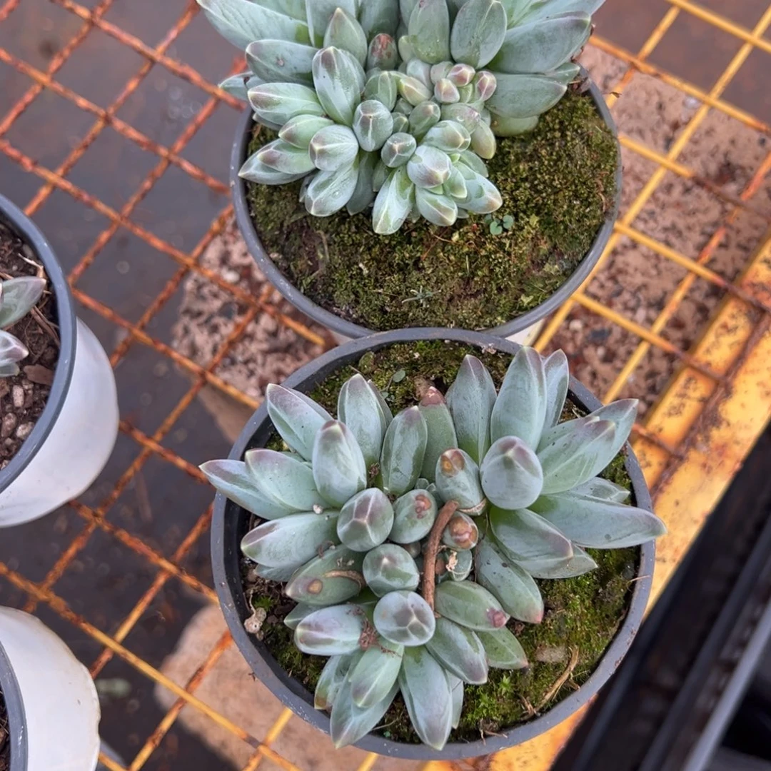 多肉植物凤梨两羽二个