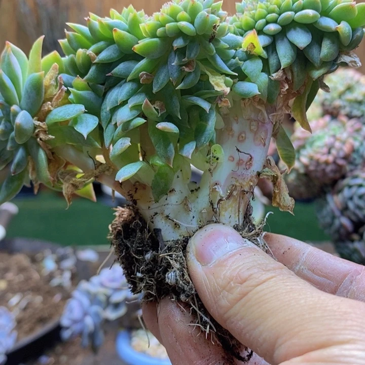 N***Z61号冰魄多肉植物