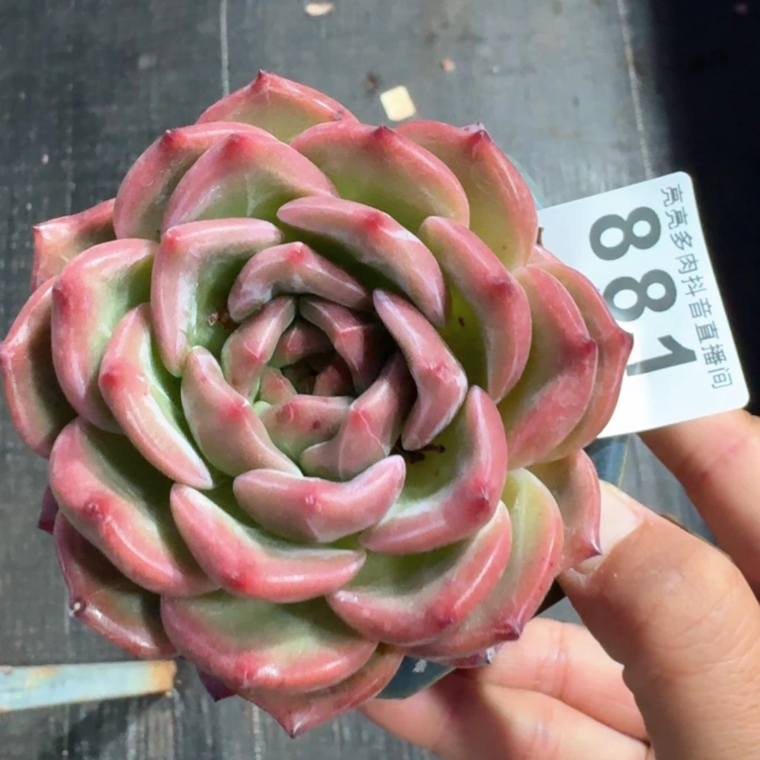 香槟红色体         多肉植物