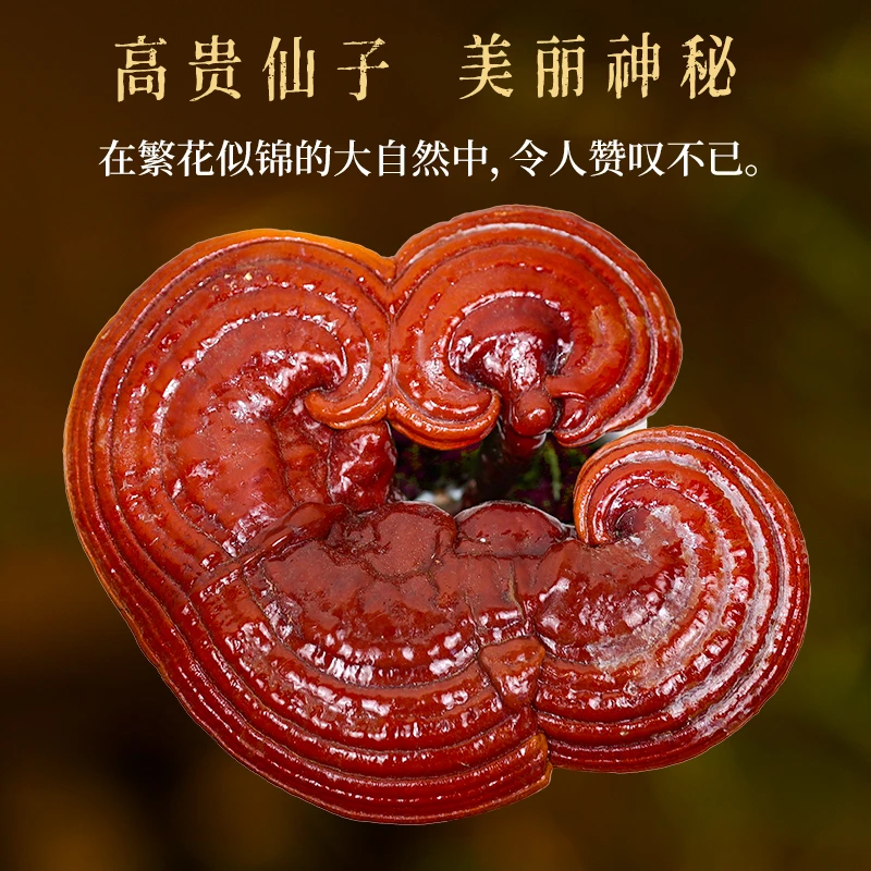 瑕疵款灵芝盆景单灵芝