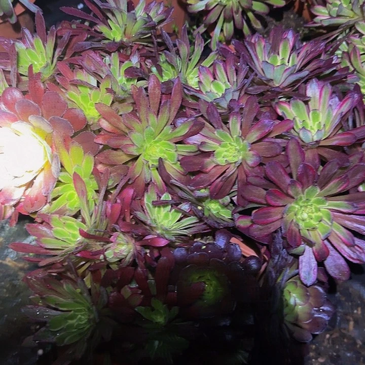 组合99，亏本福利