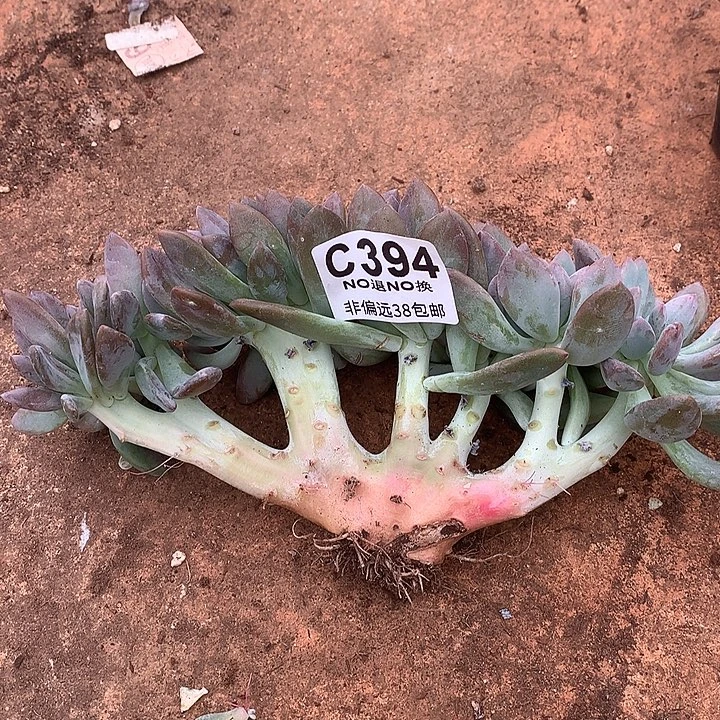 奥普琳娜缀化 394 需延迟发货今天满100送可爱玫瑰