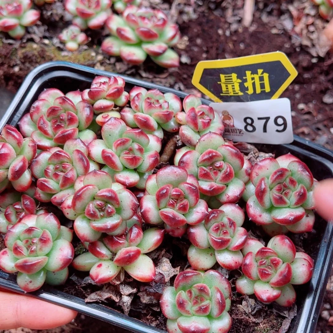 多肉植物多肉植物