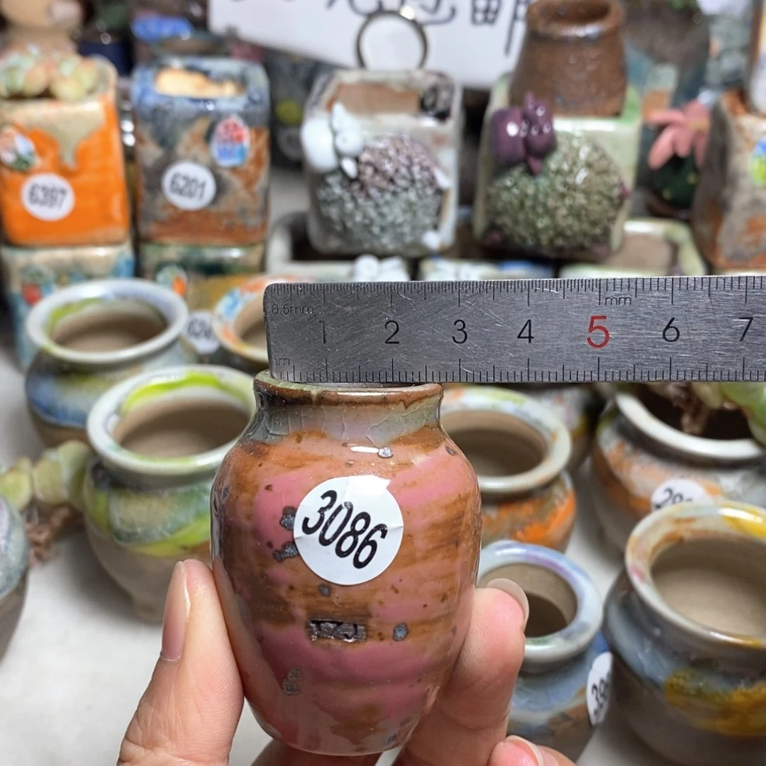 拍5送一个小礼物