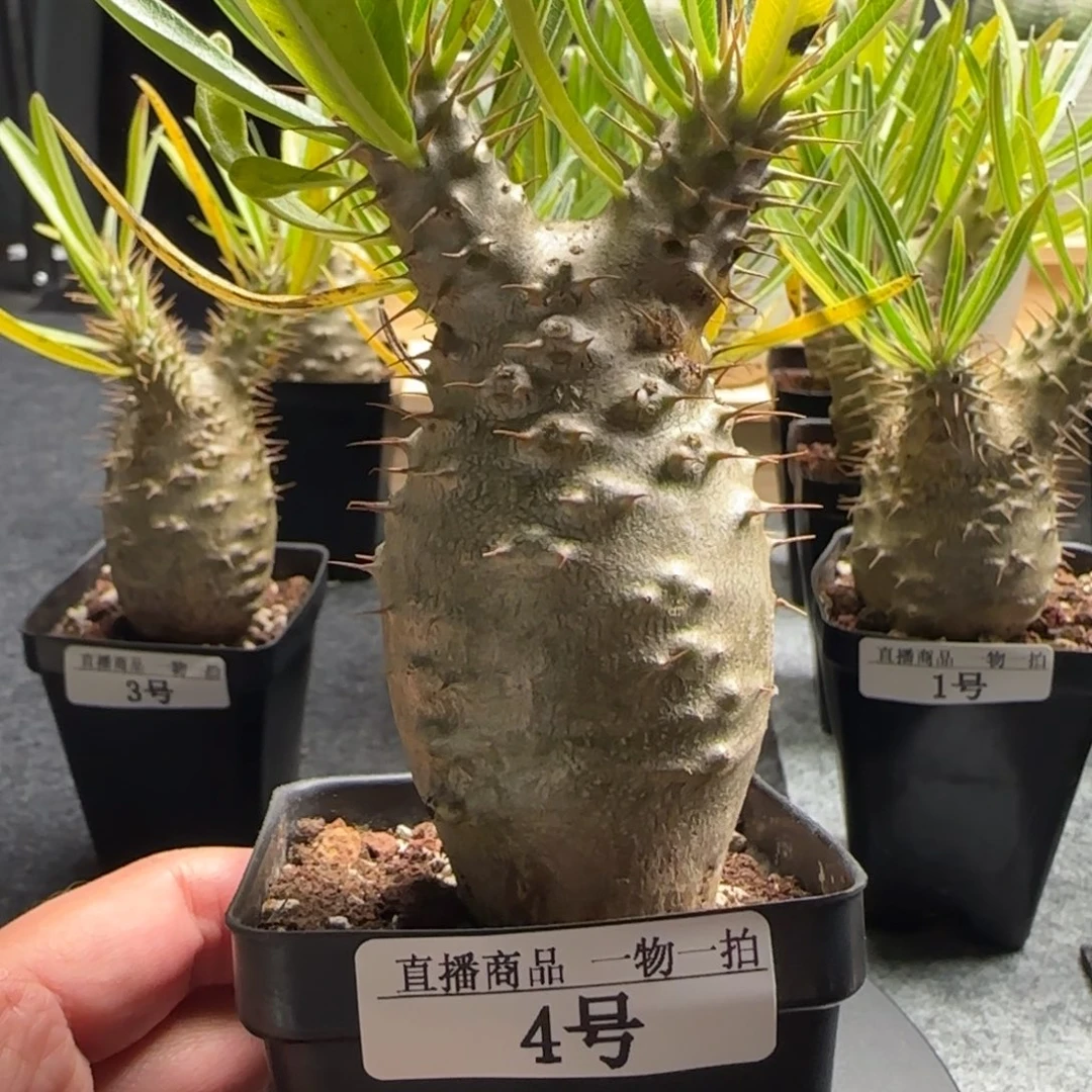 园艺象牙宫，肚子尺寸4.2CM，4号