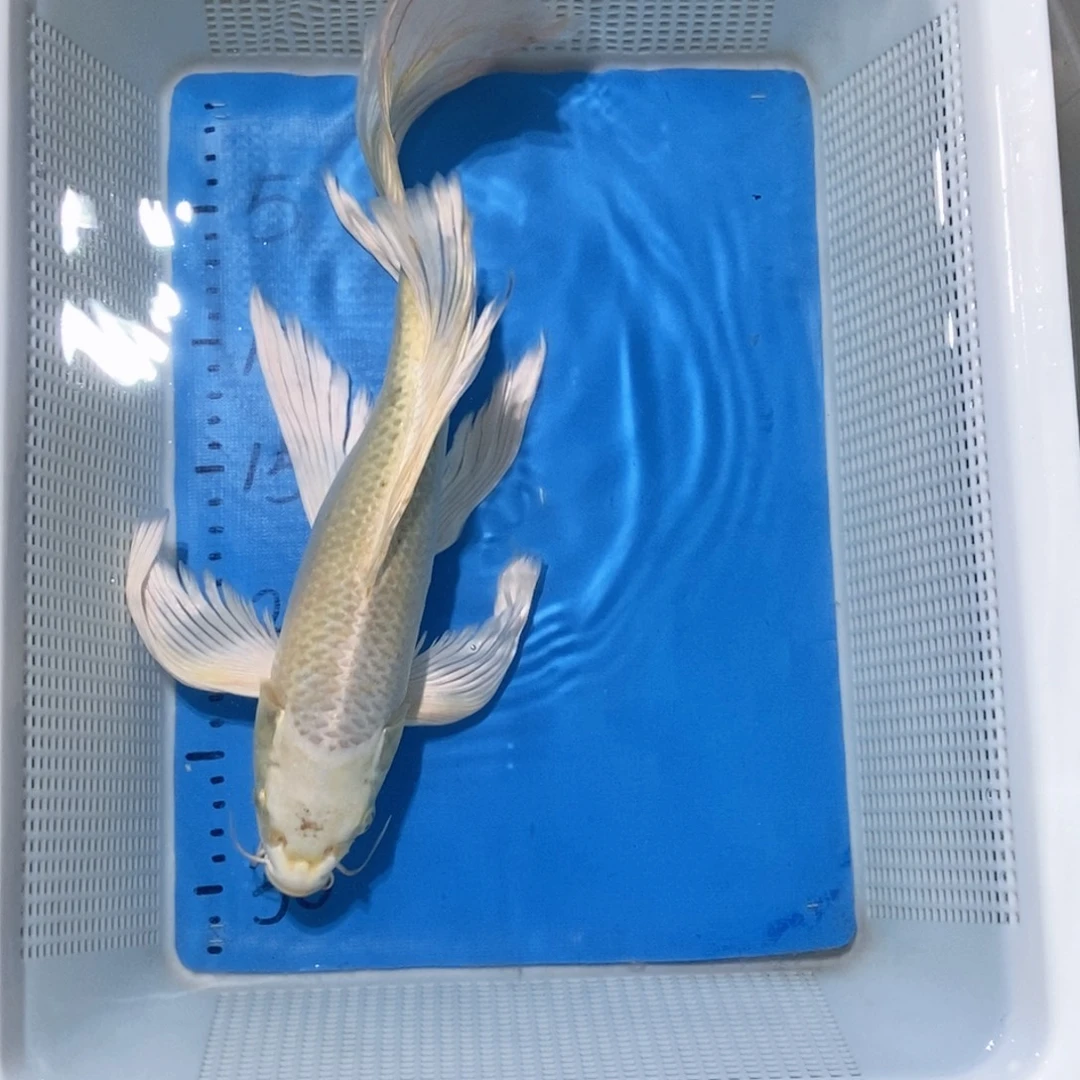 锦鲤锦鲤包邮包售后