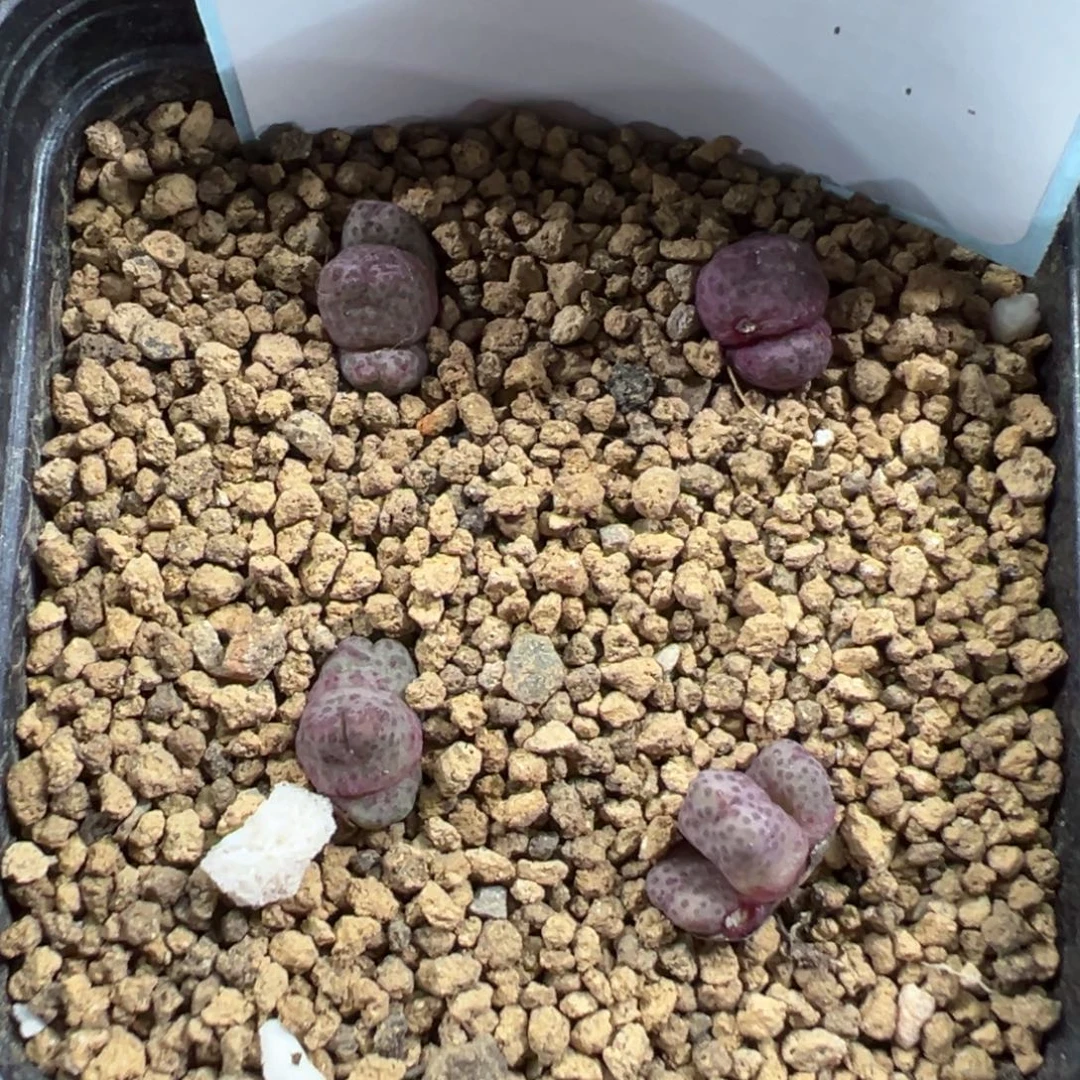 12-05肉锥多肉植物