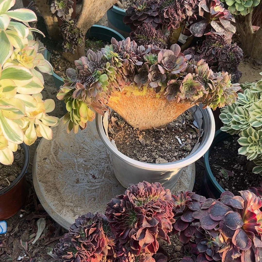 3花月夜缀化法师敦睦提供物