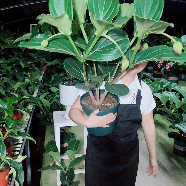 向***活宝莲灯开花开花