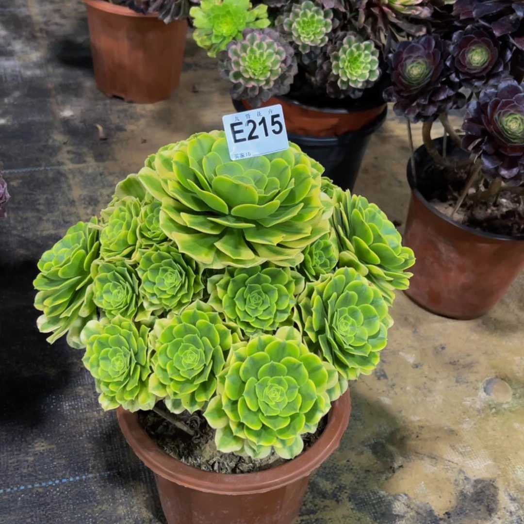 【闪购商品】21500