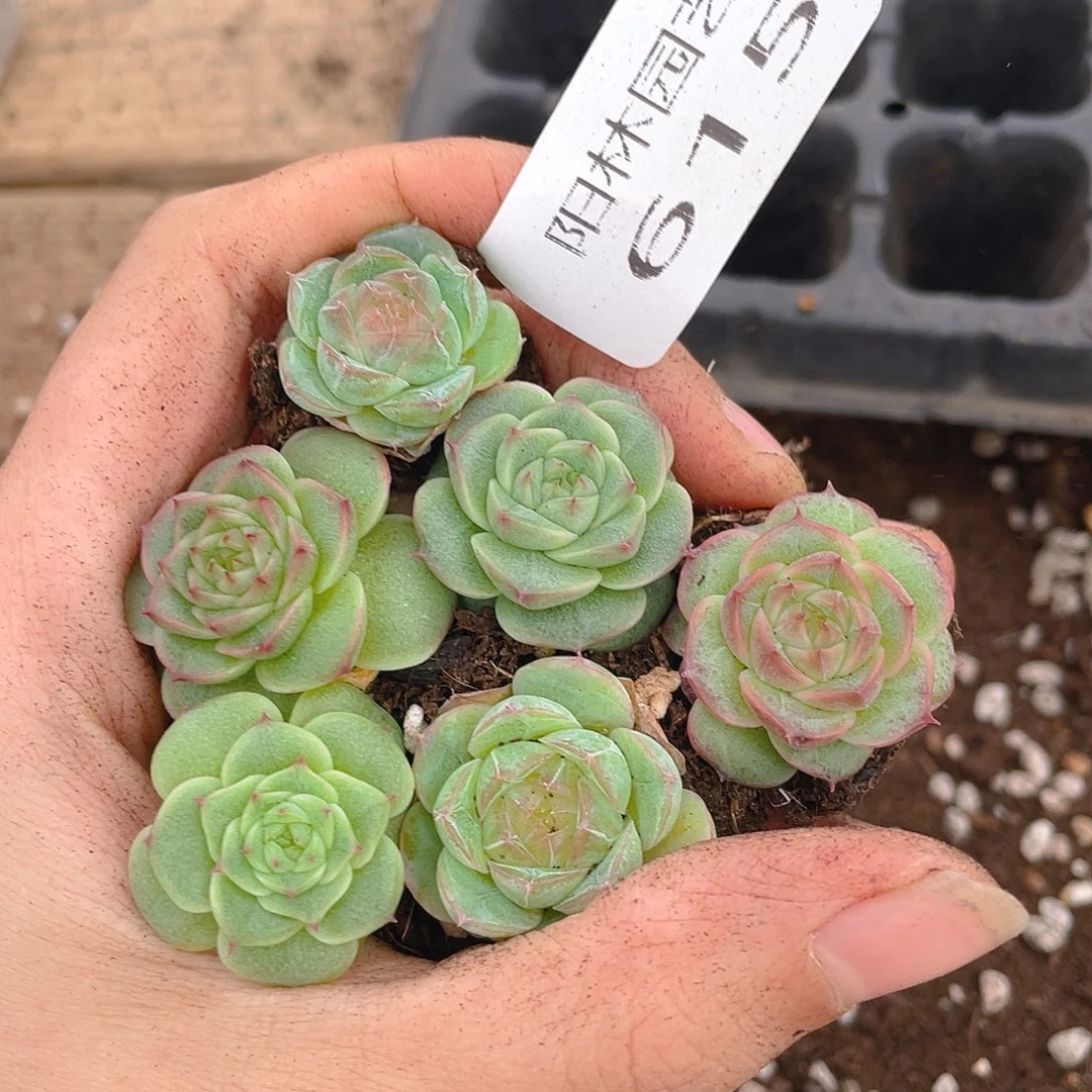 多肉植物多肉植物615