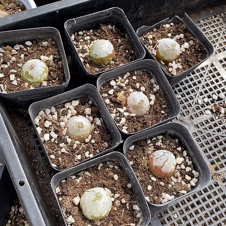 20541大灯一组有伤