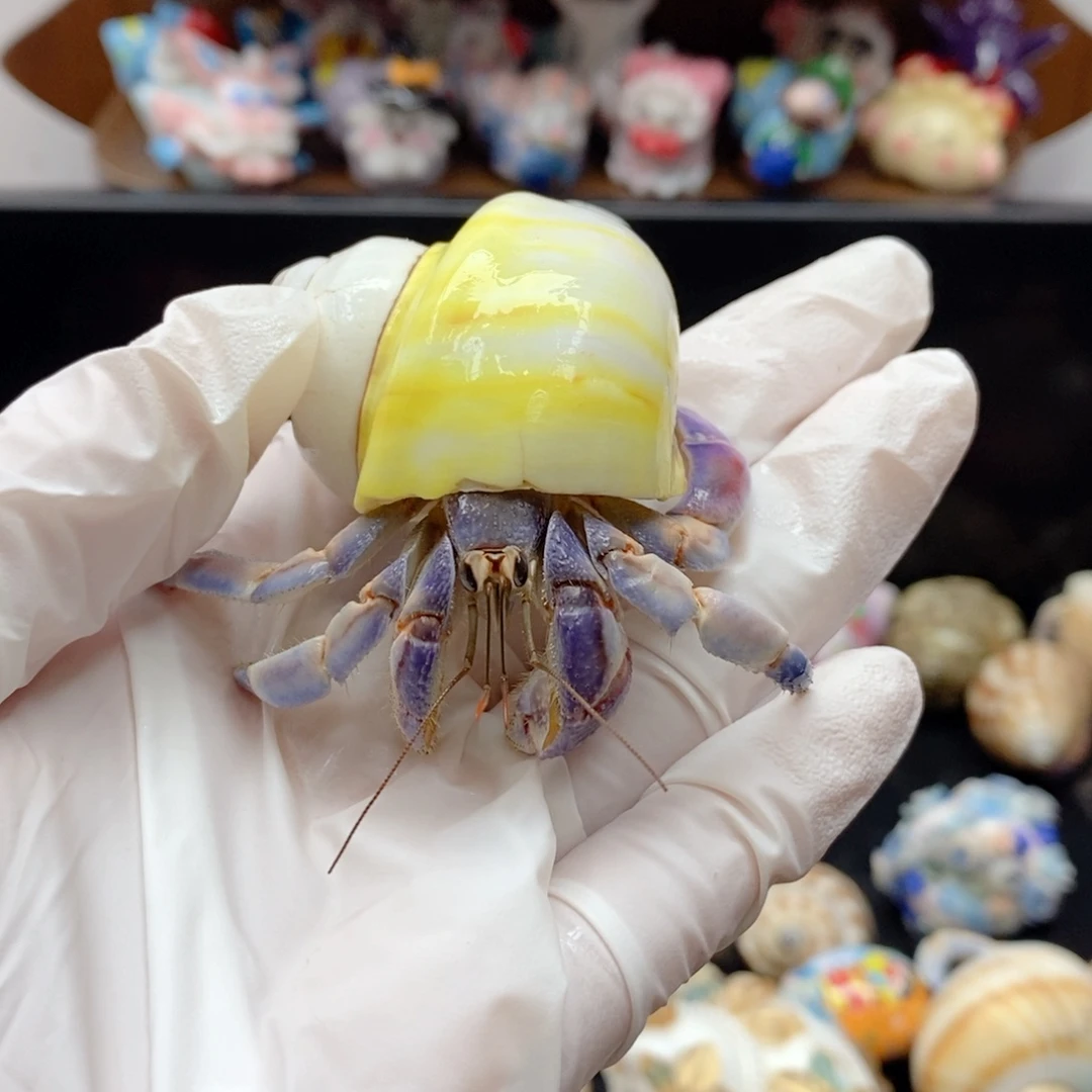 F4 蓝紫色系紫陆2.3