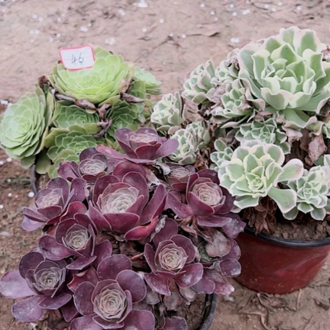 【闪购商品】无花朵用****346号套餐3颗