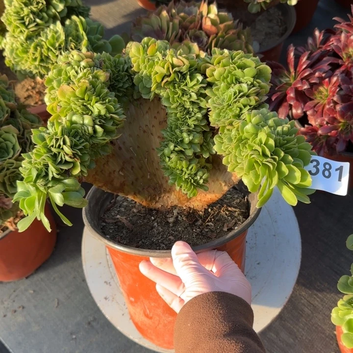 多肉植物绿羊绒缀381