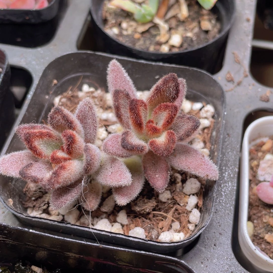 黑兔耳多肉9.9包邮发货