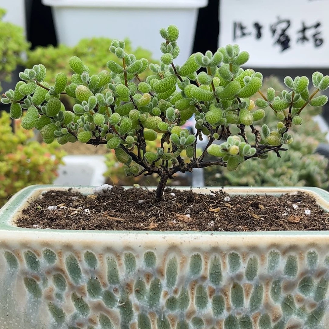 45翡翠带盆优选枝干