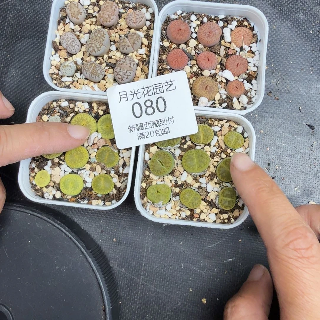 好喜欢看肖蘸唱歌跳舞080好