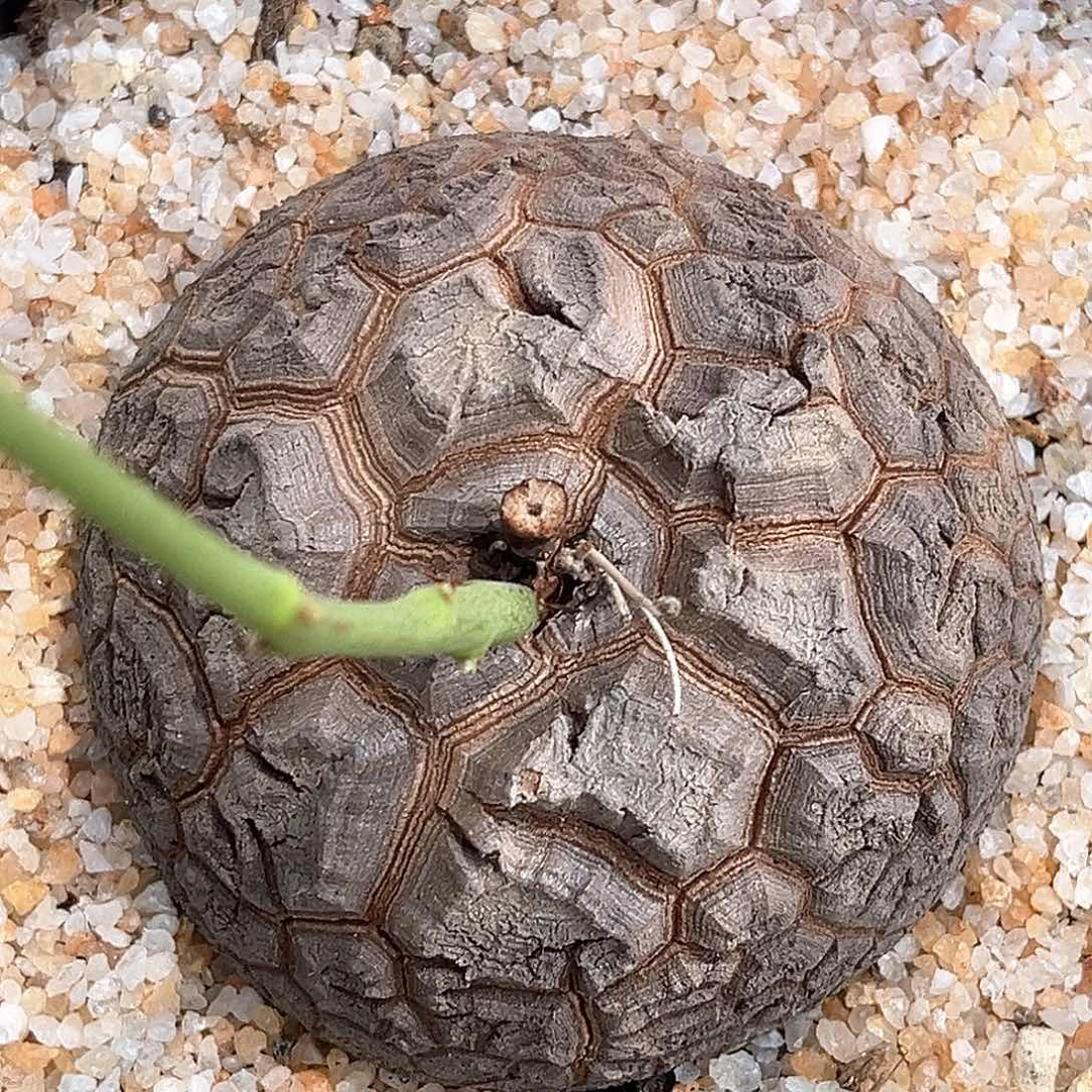 潮流植物 龟甲龙 天眼