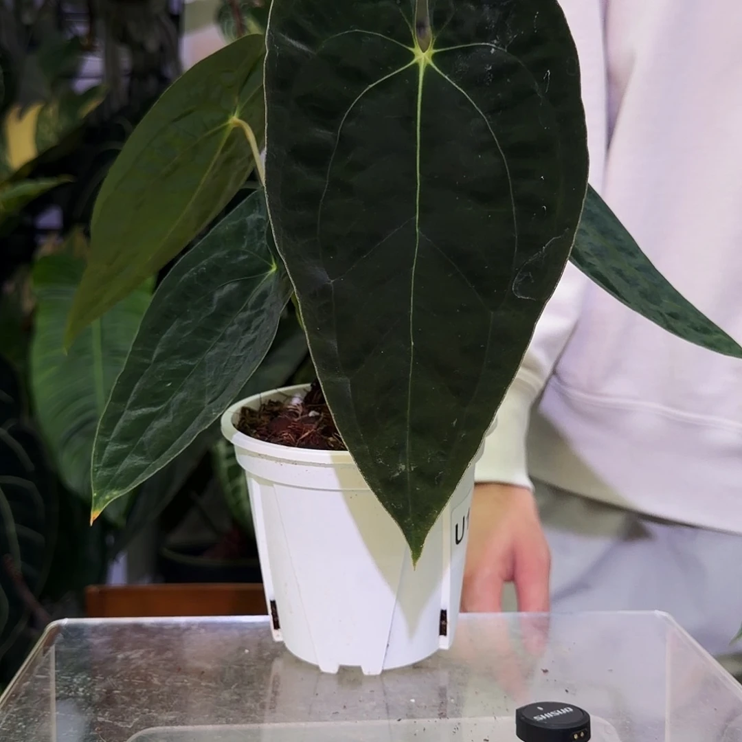 完全开放U122暗黑巴拿马