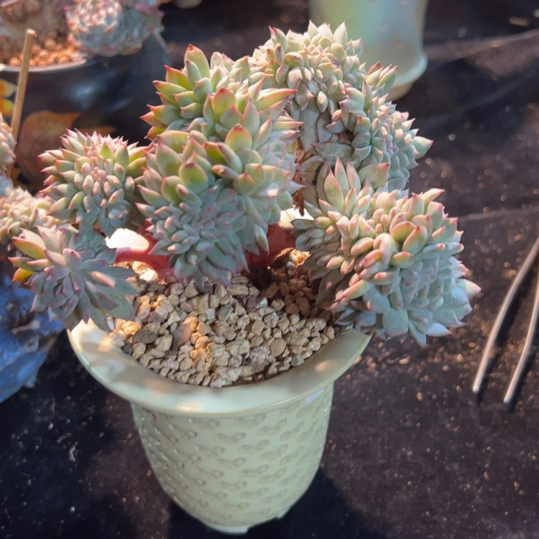 木*姐新年快乐啊88888888