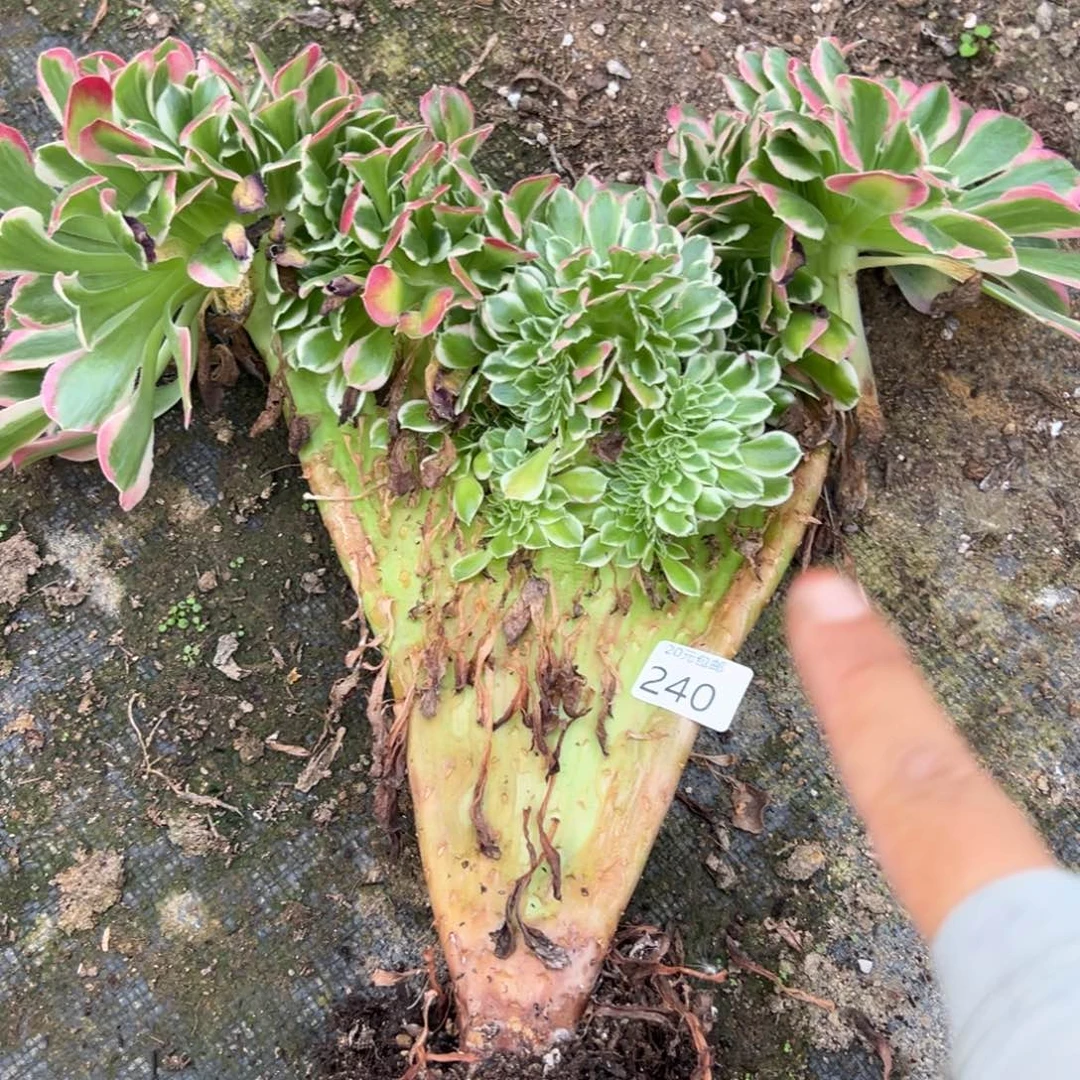 240白等缀多肉植物
