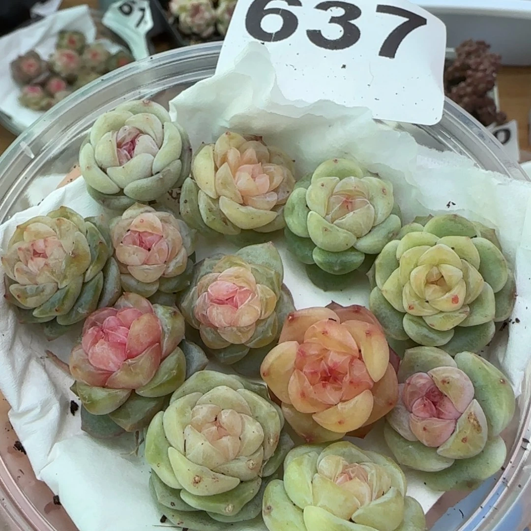 637王者系列混合一组