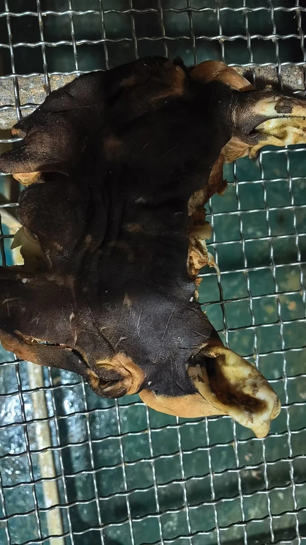 《清真食品》羊头肉，黑花羊脸肉，凉拌羊头肉，尖椒炒羊头，羊杂汤，