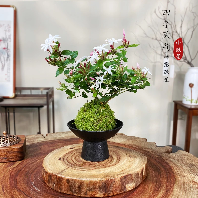 【宏展】小棵粉苞香水茉莉花苔藓球（带花苞）四季开花花香四溢