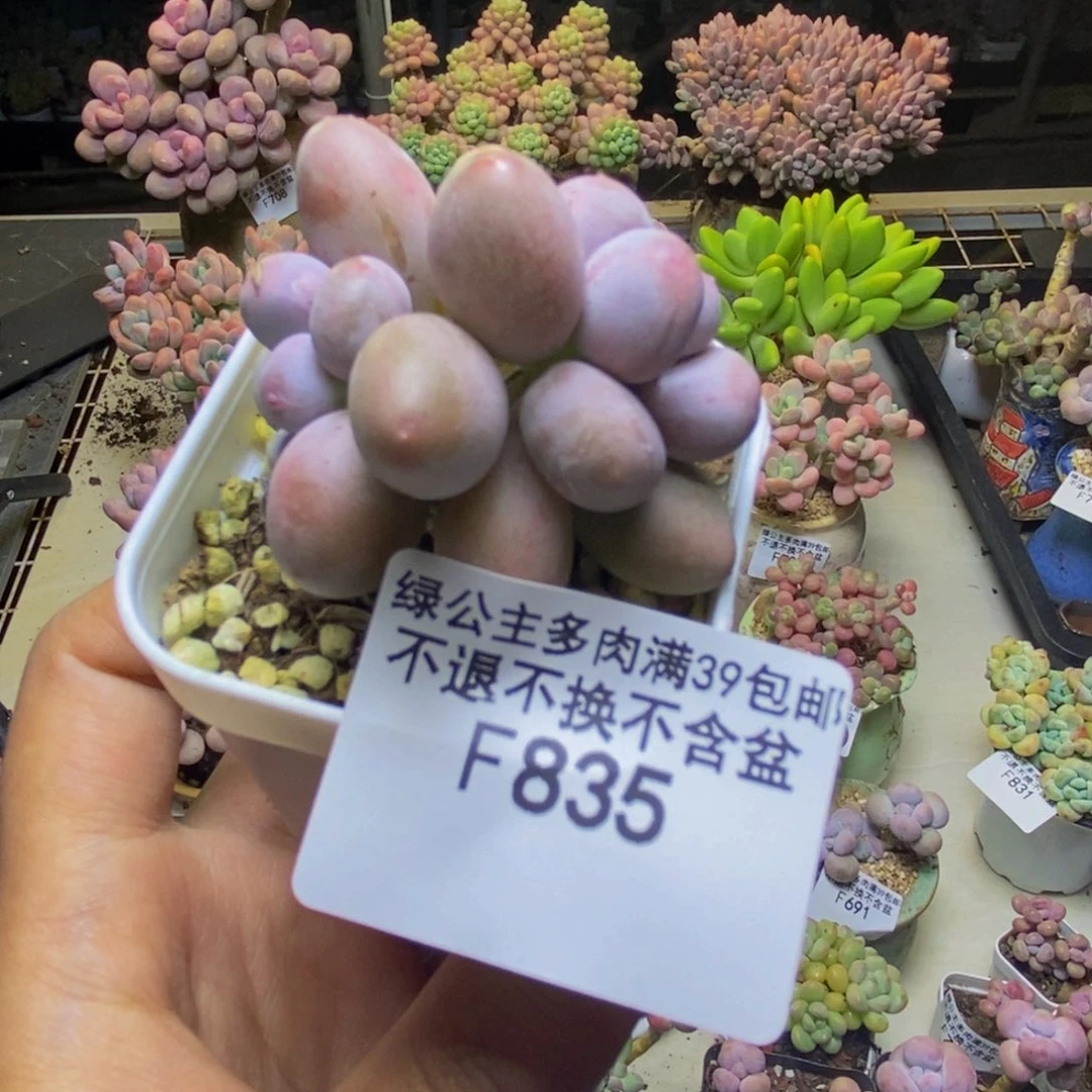 835糖豆奶多肉4cm