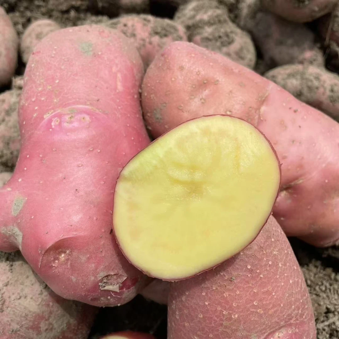 云南腾冲小高原地区火山灰露天种植瓜果蔬菜（直播链接）