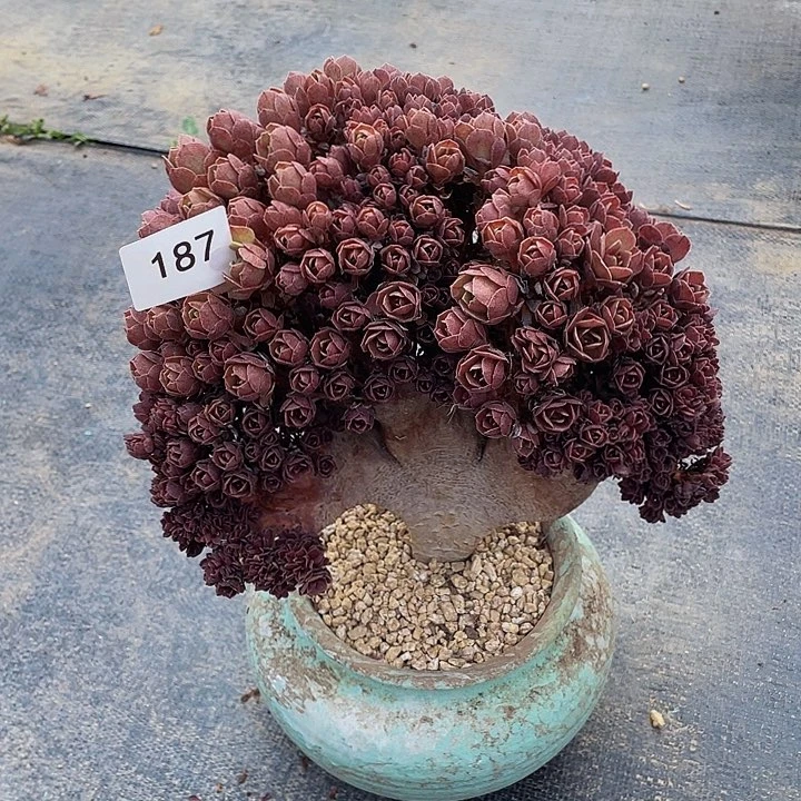 刘*泳187号万圣节朵朵