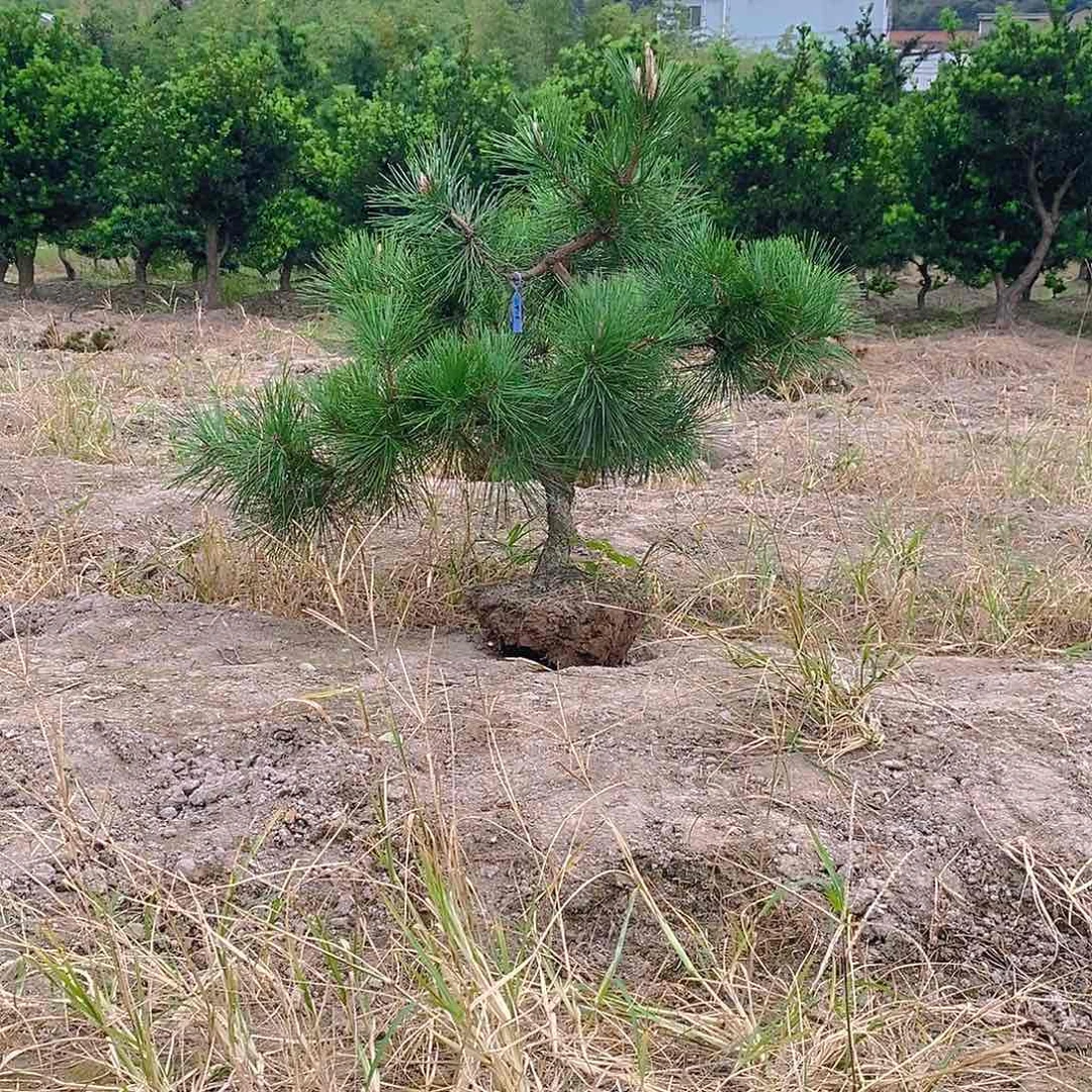 不开花植物用****雨黑松