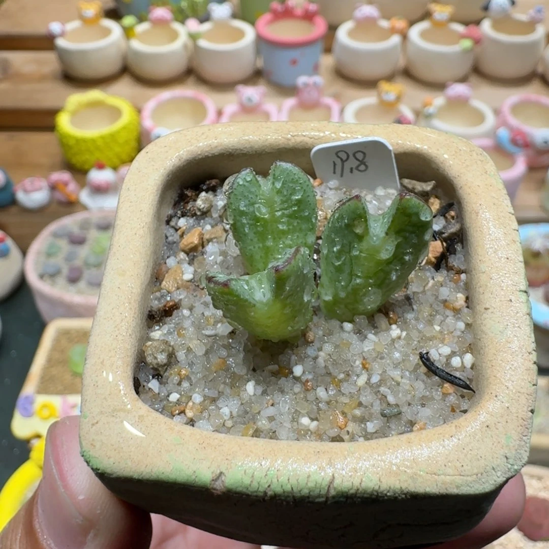 蘑菇1192少将多肉植物