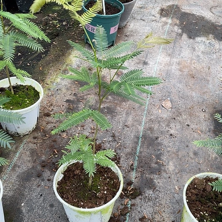 完全开放密叶猴耳环