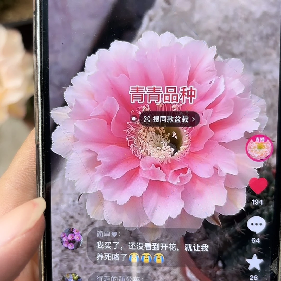 彩草珊瑚7公分左右