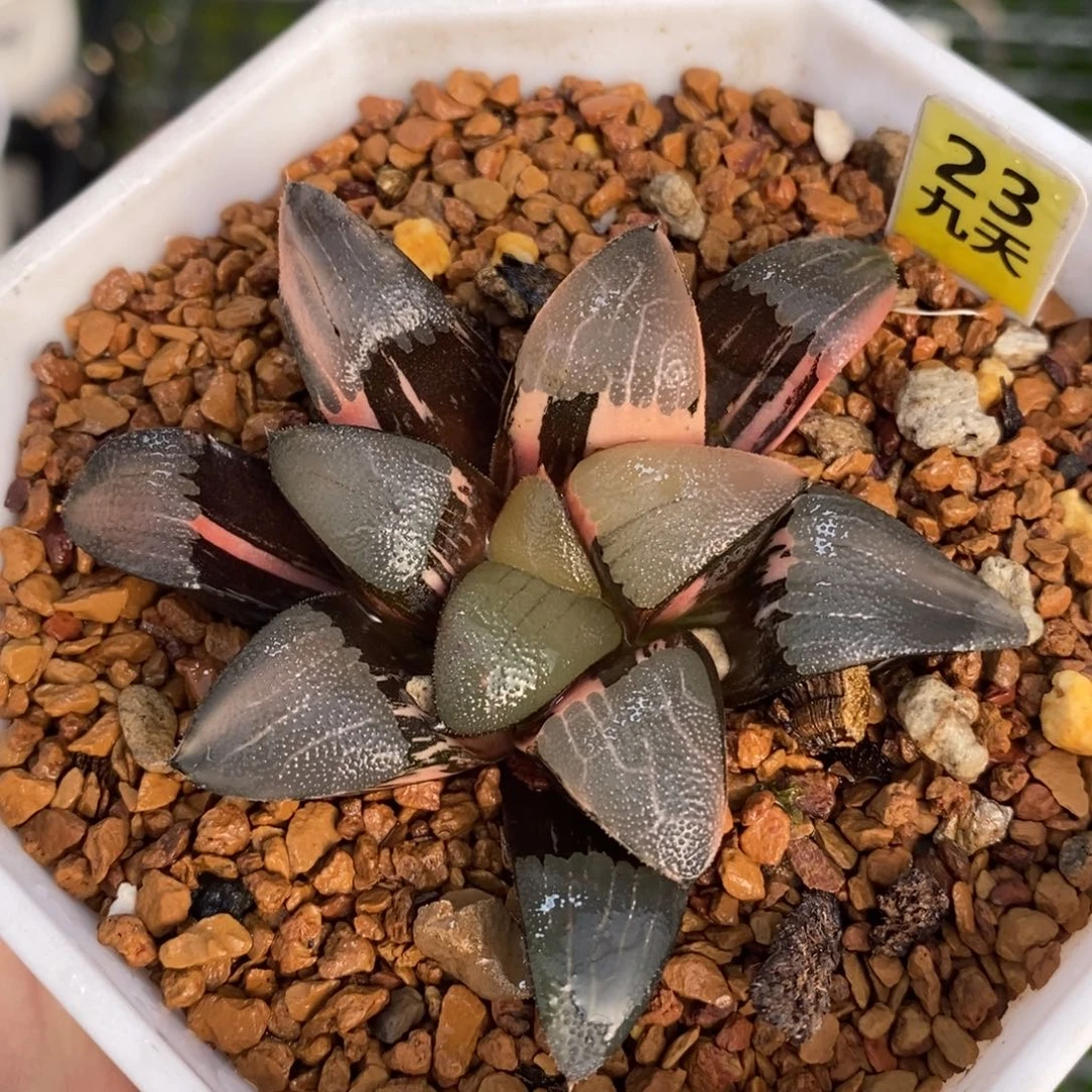 23克十二卷多肉植物