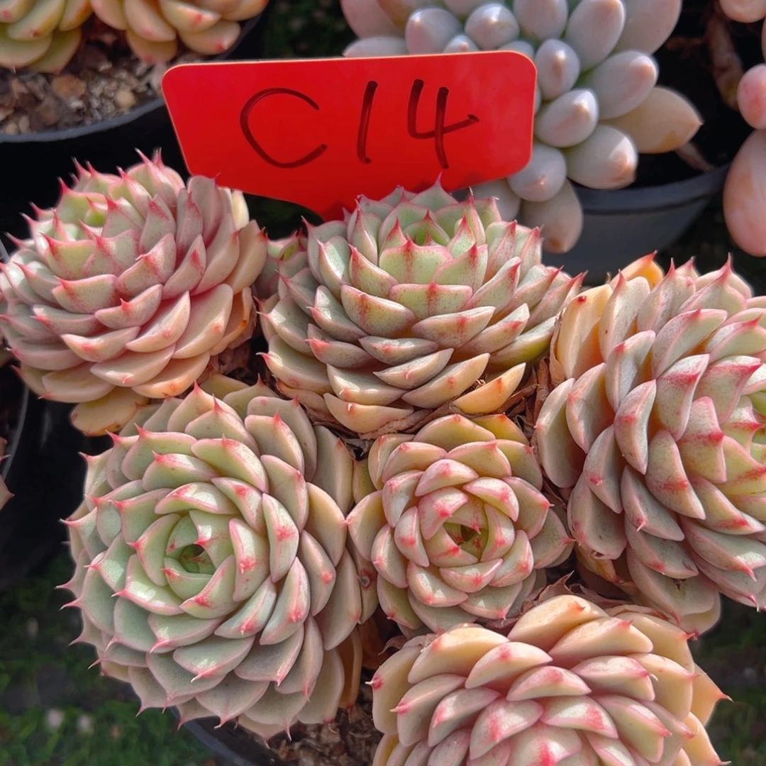 香玉等多种名贵的产品和服务