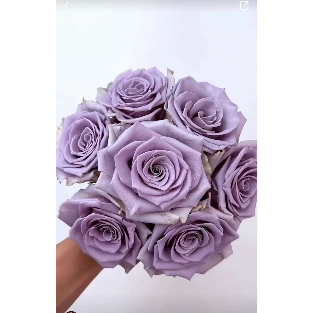 震惊蓝月季 切花品种 灌木大花 蓝紫色 切花玫瑰 直立 勤花 抗病