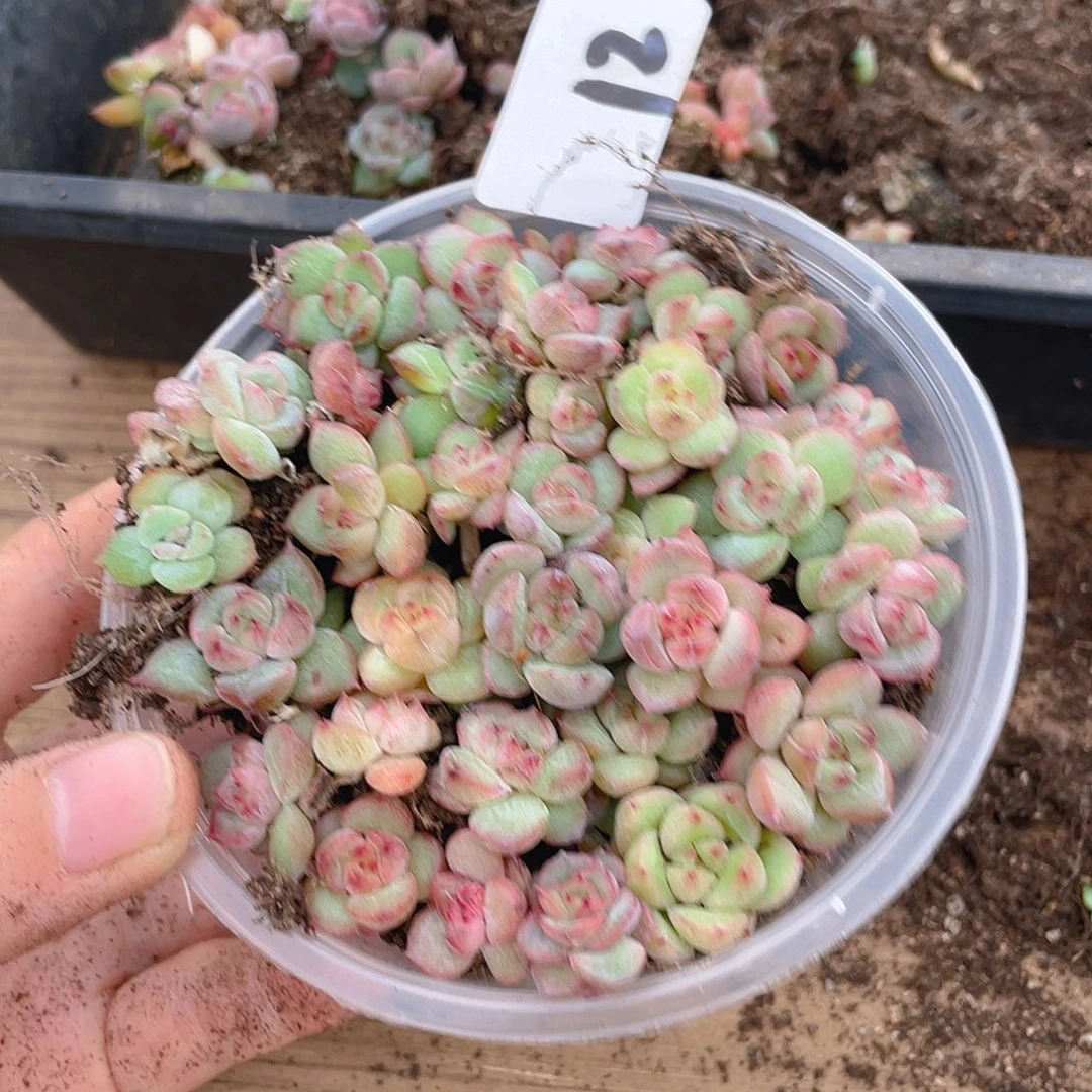 多肉植物多肉植物12