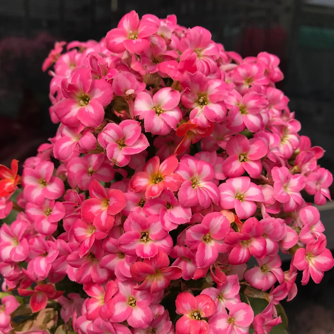 （美丽心情110盆）稀有单瓣长寿花 基地直发 懒人盆栽花卉