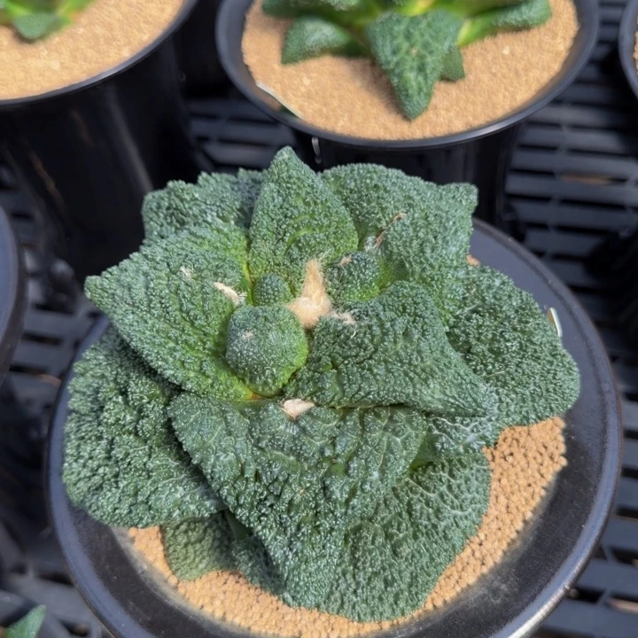 这颗可以卖要的可以质询