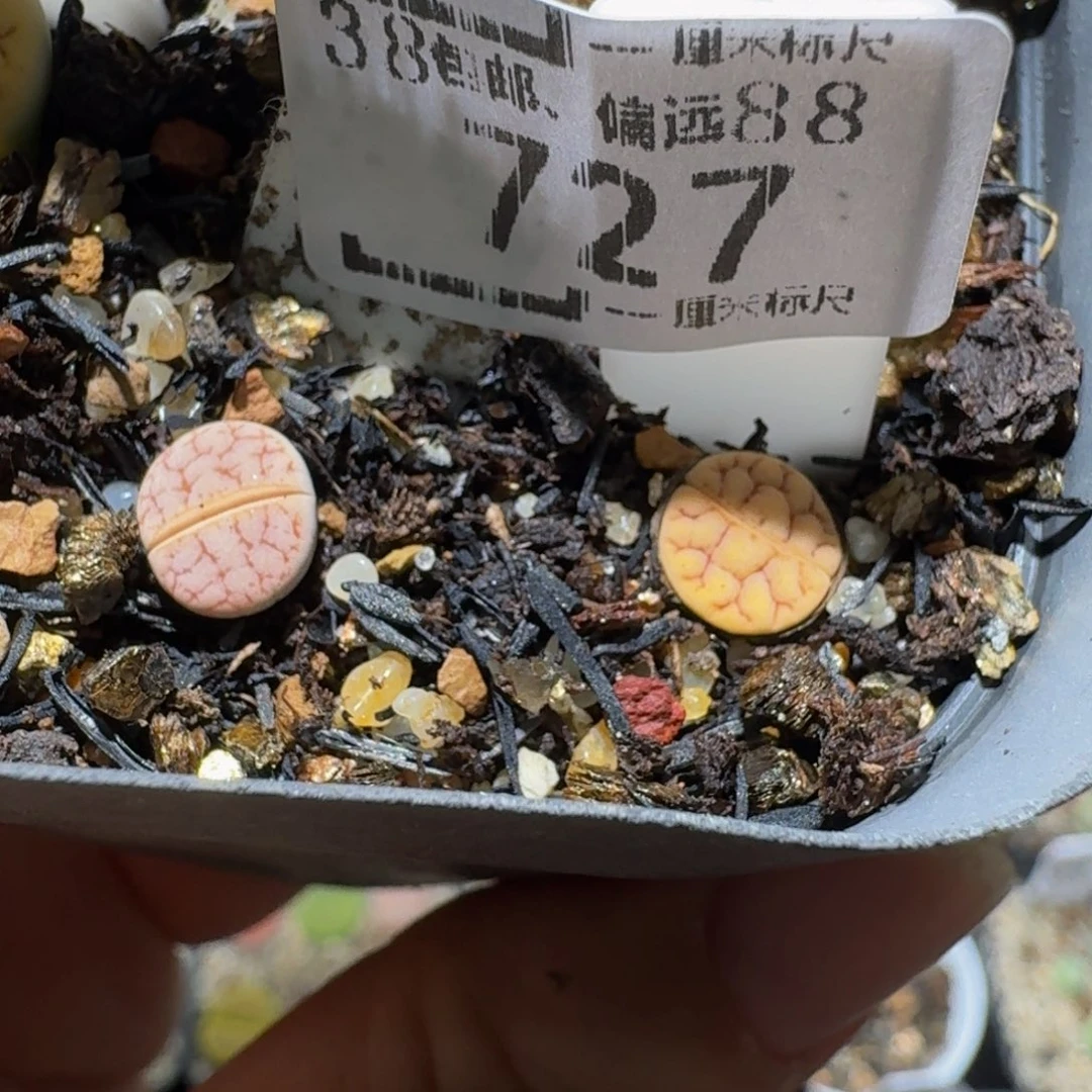 板娘亏本卖货了727